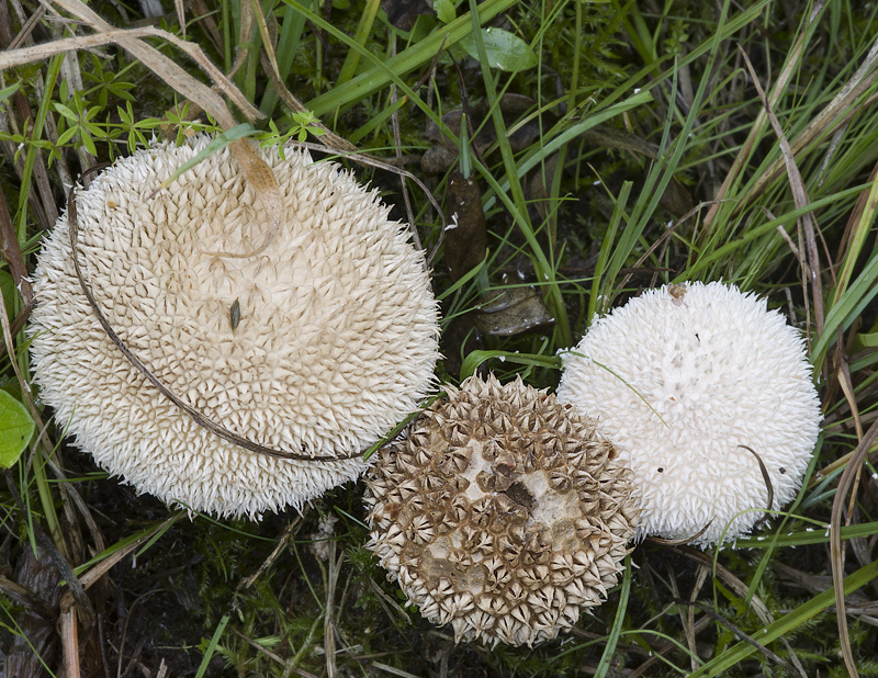 Lycoperdon caudatum